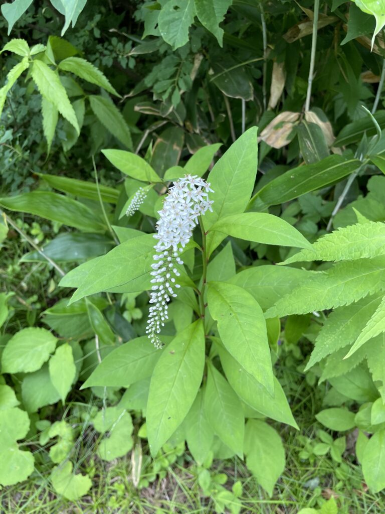 Gooseneck Loosestrife